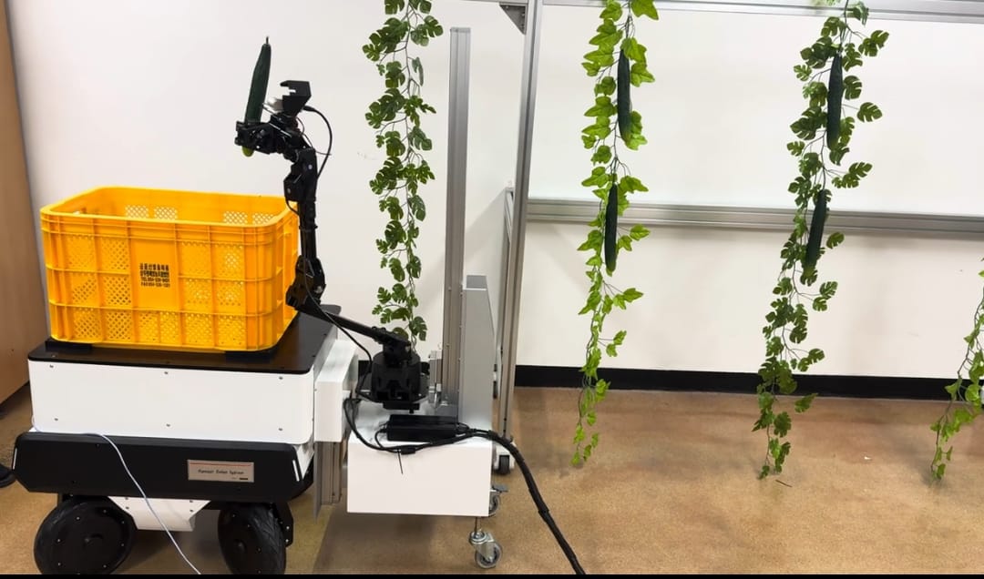 Cucumber Harvesting
